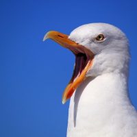Logopädie Castrop, logobile, Aktuelles, Stimme, Sprachtherapie in Castrop, informative Beiträge